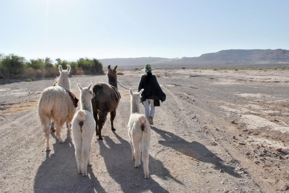 מלון סן פדרו דה אטקאמה Noi Casa Atacama מראה חיצוני תמונה