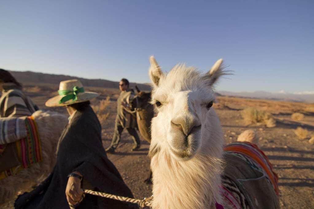 מלון סן פדרו דה אטקאמה Noi Casa Atacama מראה חיצוני תמונה